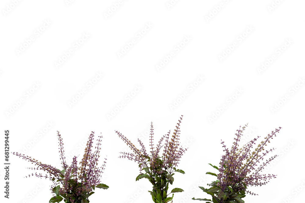 Red Holy Basil isolated on white background. Red Holy Basil isolated on white background.