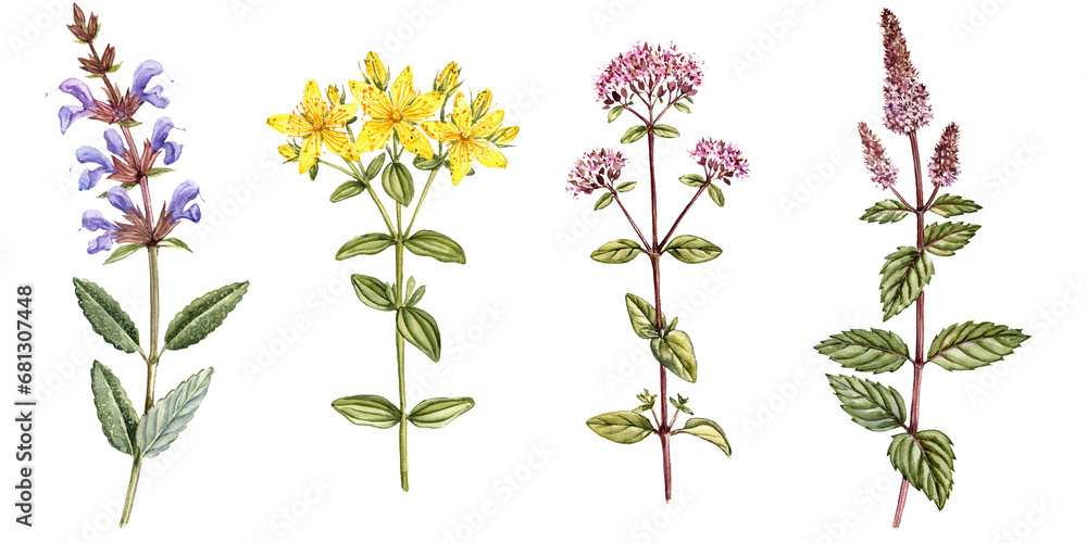 watercolor drawing medicinal plants with flowers and green leaves isolated at white background, sage, St. John's wort, oregano and mint, hand drawn illustration - obrazy, fototapety, plakaty 