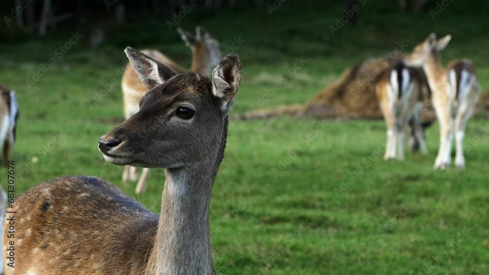 Fallow deer (Dama dama) female looking into the camera, slow motion, sunny autumn day, wildlife concept, closeup handheld shot Fallow deer (Dama dama) female looking into the camera, slow motion, sunny autumn day, wildlife concept, closeup handheld shot