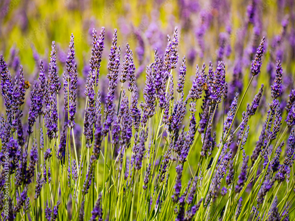 Naklejka premium Lavender fields in bloom in Provence