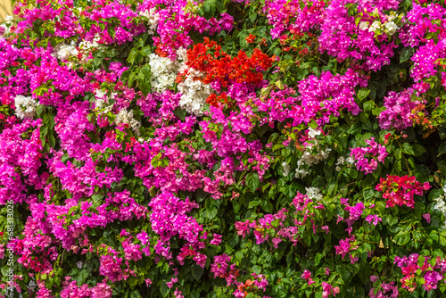 Bougainvilliers 