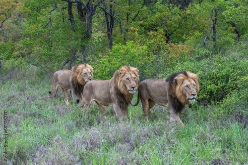 Fototapeta Naklejka Na Ścianę i Meble -  Three Male lion walling through dense bush