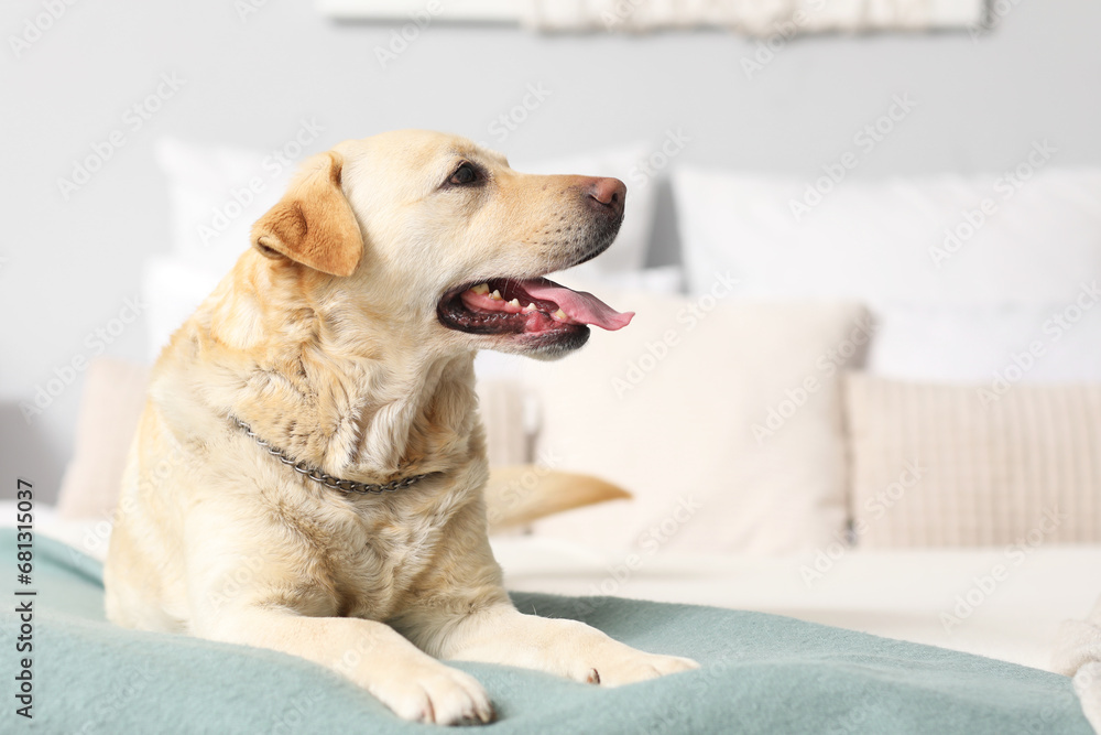 Cute Labrador dog lying in bedroom