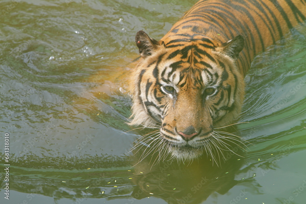 portrait of a Sumatran tiger swimming in a pond