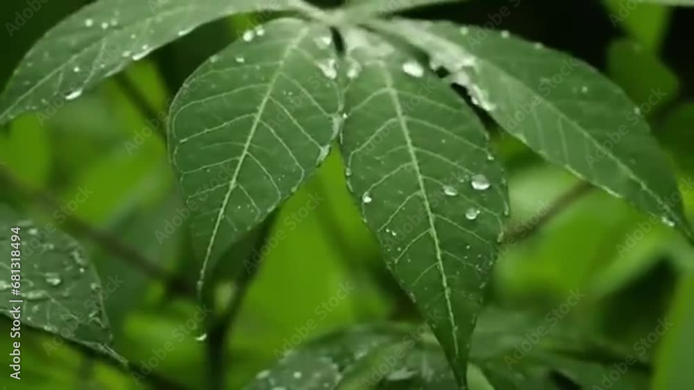 Nature's Tears: Visualizing Capturing Dewdrops, Water Trails, and Foliage Nature's Tears: Visualizing Capturing Dewdrops, Water Trails, and Foliage