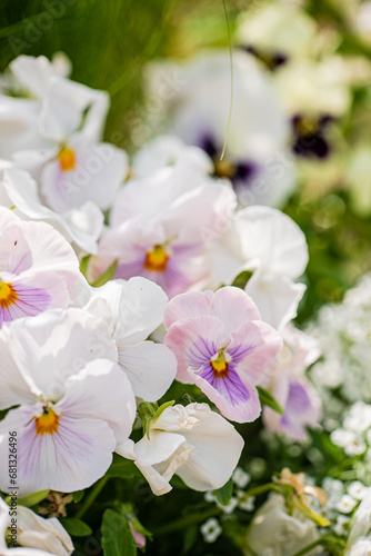 viola flowers in the garden © Maksim Shebeko