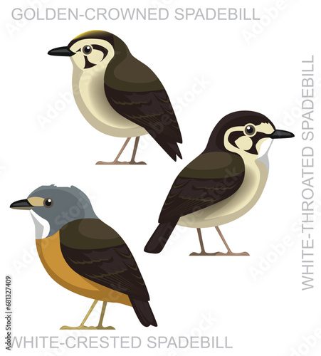 Cute Bird Spadebill Tyrant Flycatcher Set Cartoon Vector