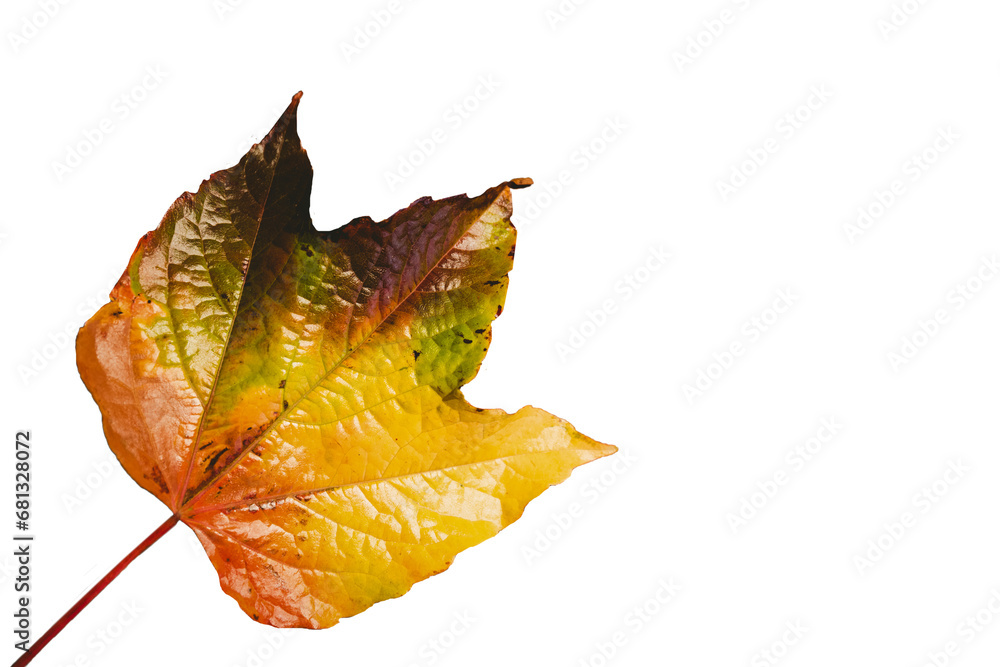 Fototapeta premium Digital png illustration of yellow leaf on transparent background