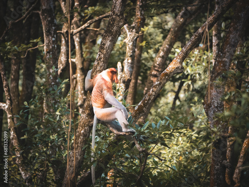 An adult male proboscis monkey (Nasalis larvatus)alpha male is enjoying sitting on a tree. Proboscis monkeys are endemic to the island of Borneo, which are scattered in mangroves, swamps and coastal.	 photo