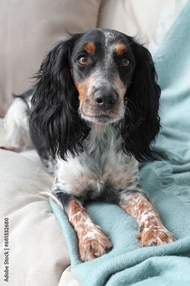 Cute cocker spaniel lying on sofa in living room Cute cocker spaniel lying on sofa in living room