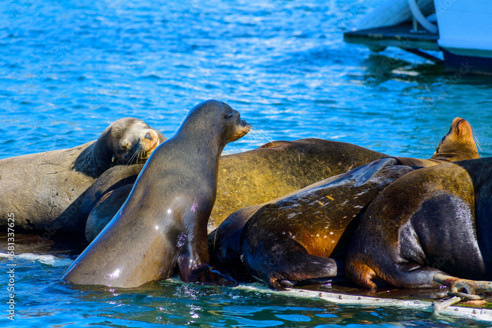Fototapeta premium A group of sea lions resting on a floating platform. The sea lions are laying on top of each other and appear to be sleeping.