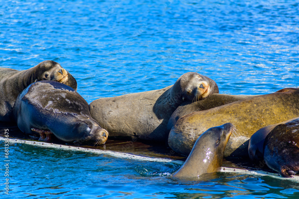 Obraz premium A group of sea lions resting on a floating platform. The sea lions are laying on top of each other and appear to be sleeping.