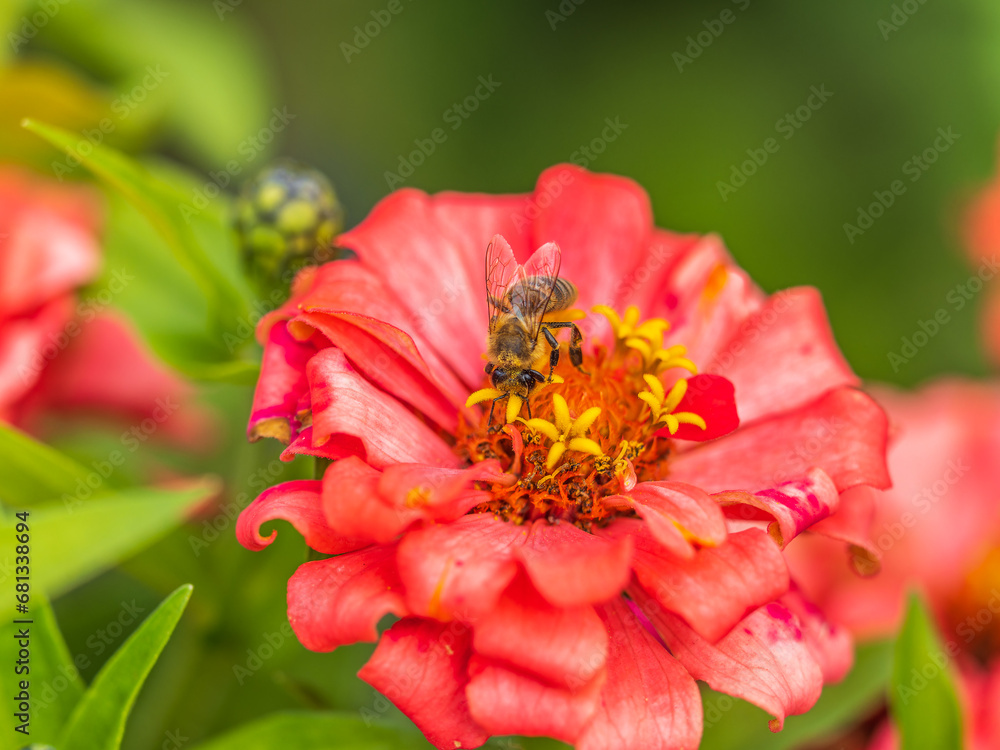 A bee collects nectar from Red marigolds flower in the garden in summer close-up. A bee collects nectar from Red marigolds flower in the garden in summer close-up.