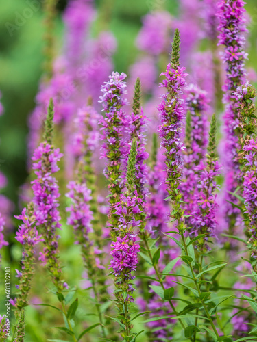 Summer Flowering Purple Loosestrife  Lythrum tomentosum on a green blured background.