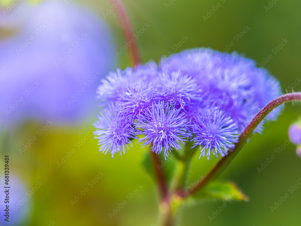 Close-up of small, purple flowers, Ageratum Houstonianum, also know as Floss flower, Pussy Foot, or Blue mink. Close-up of small, purple flowers, Ageratum Houstonianum, also know as Floss flower, Pussy Foot, or Blue mink.