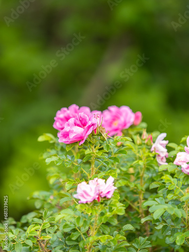 Blooming rosehip flower, beautiful pink flower on a bush branch. Beautiful natural background of blooming greenery.