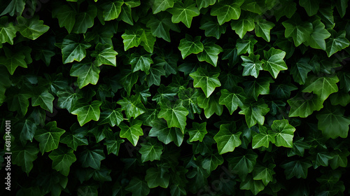 foliage background of ivy leaves