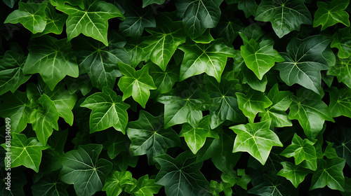 foliage background of ivy leaves photo