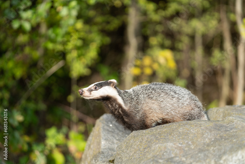 The badger (Meles meles) is a carnivore that inhabits all of Europe except northern Scandinavia,
