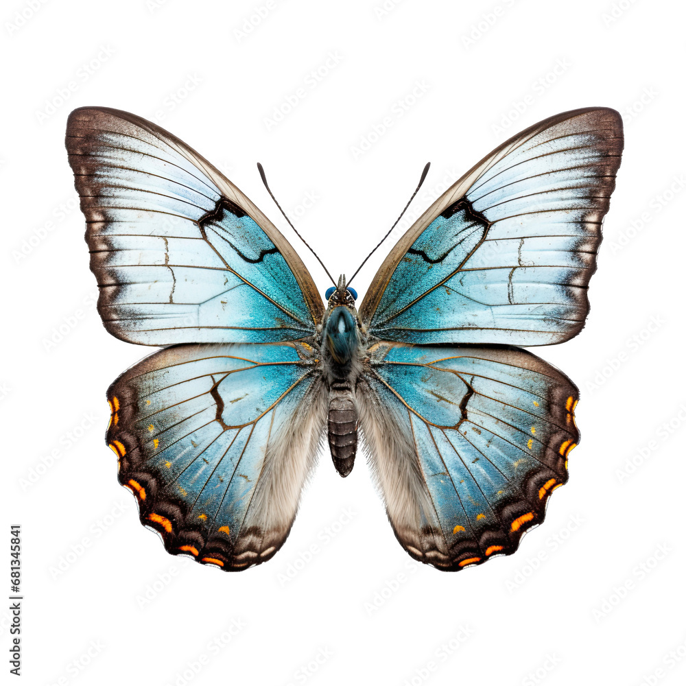 Fototapeta premium Gray Hairstreak Butterfly Isolated on Transparent or White Background, PNG