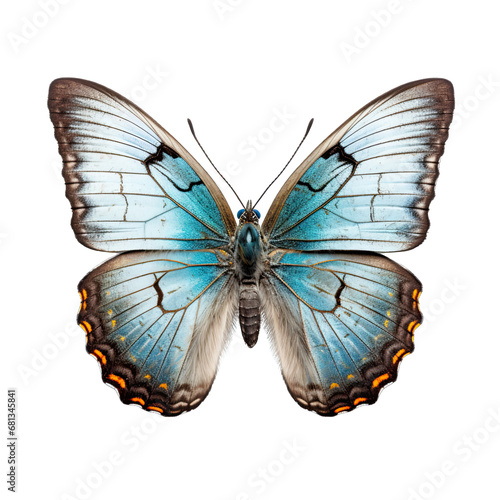 Gray Hairstreak Butterfly Isolated on Transparent or White Background, PNG © Custom Media