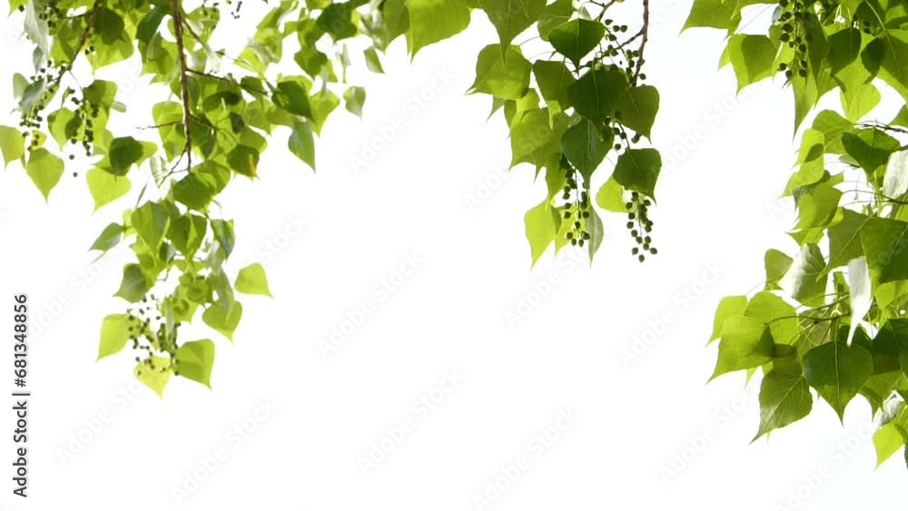 Slow motion closeup green tree leaves frame isolated on white, nature background Slow motion closeup green tree leaves frame isolated on white, nature background