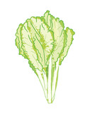 Light green isolated bok choy vegetable