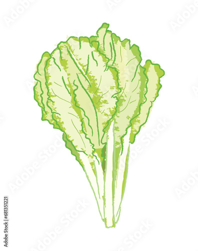 Light green isolated bok choy vegetable