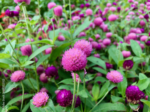 Full of pink and purple gomphrena