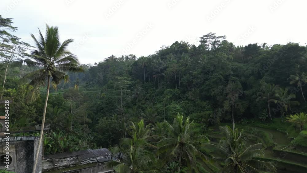 Early morning views across Tegalalang Rice Terrace in Bali, Indonesia. Aerial. Early morning views across Tegalalang Rice Terrace in Bali, Indonesia. Aerial.