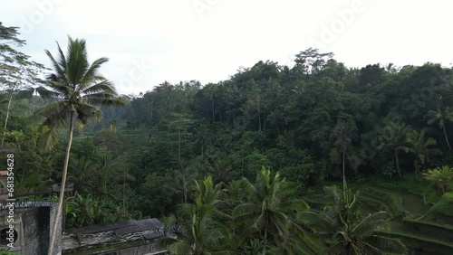 Wallpaper Mural Early morning views across Tegalalang Rice Terrace in Bali, Indonesia. Aerial. Torontodigital.ca