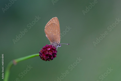 brown little butterfly on host plant, Phengaris nausithous photo