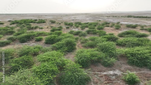 Aerial drone forward moving shot over arid vegetation in Nagarparkar, Sindh, Paksitan on a sunny day, photo