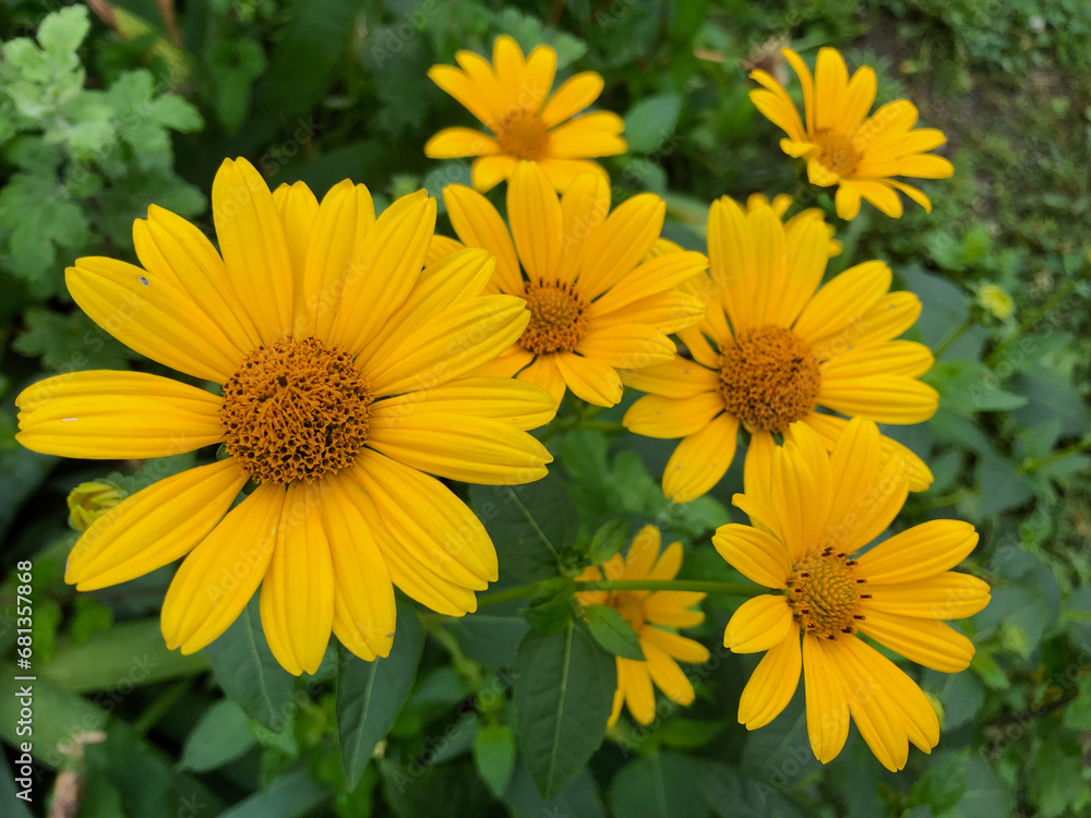 Fototapeta premium Lovely ox-eye sunflowers (heliopsis helianthoides)
