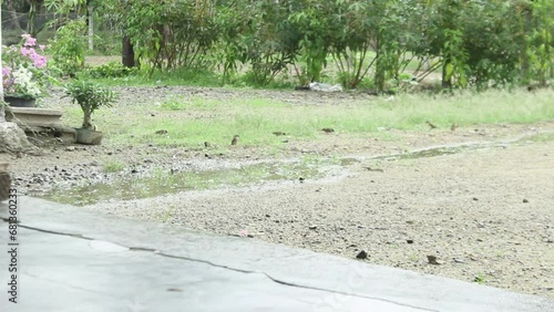 small birds playing in puddles of water when it rains during the day
