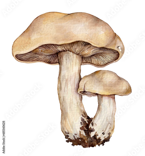 Watercolor the St. George's mushroom (Calocybe gambosa). Hand drawn mushroom illustration isolated on white background. photo