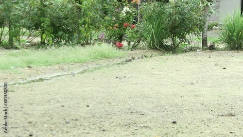 small birds playing in puddles of water when it rains during the day