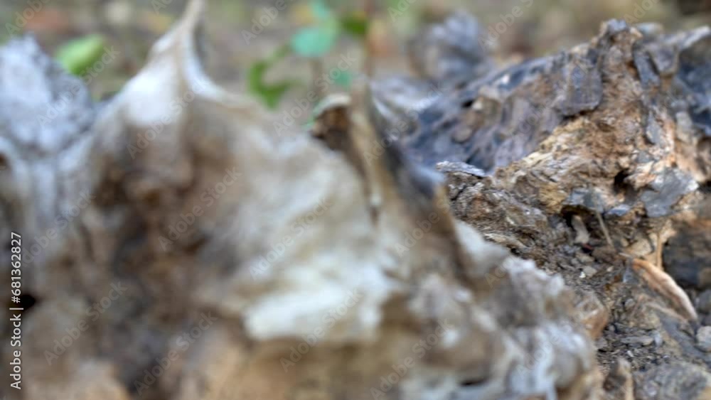 snag. detail. the root of a tree rotting. video 4k. snag. detail. the root of a tree rotting. video 4k.