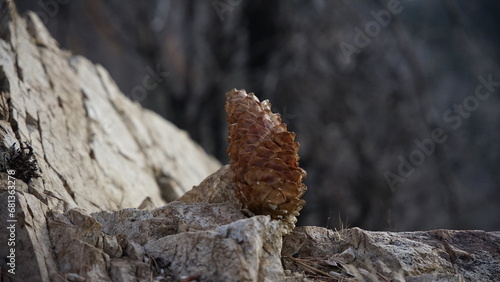 pine cone on the tree