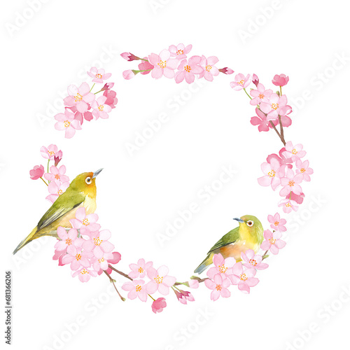 Fototapeta Naklejka Na Ścianę i Meble -  桜とメジロ２羽の水彩イラスト。春の丸型フレームデザイン。