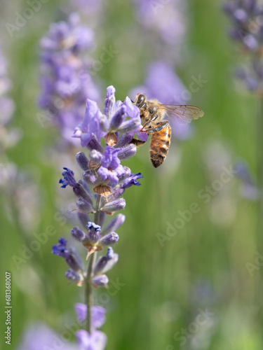 fleissige Biene sammelt Nektar auf Lavendel