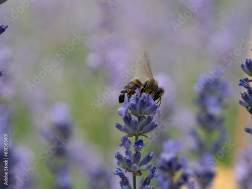 Einzelne Lavendelblüte freigestellt mit Biene © SteveMC