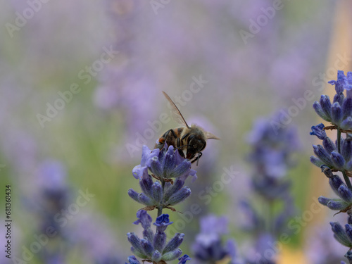 Einzelne Lavendelblüte freigestellt mit Biene frontal photo