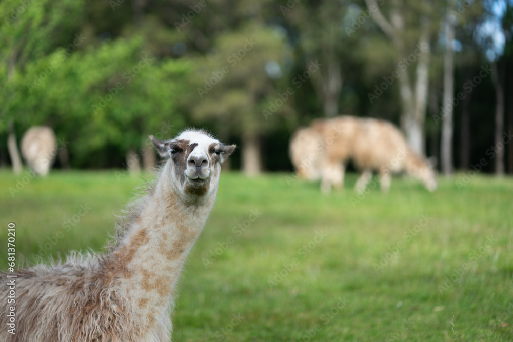Funny Llama looking at the camera with space for copy.
