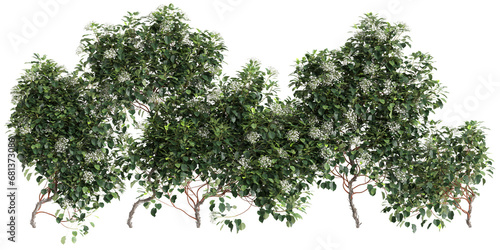 3d illustration of Hydrangea Anomala creeper isolated on transparent background photo