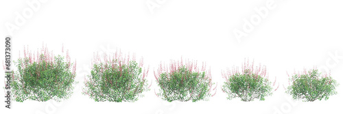 3d illustration of set Salvia greggii bush isolated transparent background photo
