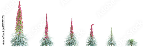3d illustration of set Echium wildpretii bush isolated transparent background photo