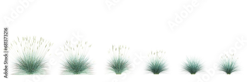 3d illustration of set Festuca glauca bush isolated transparent background