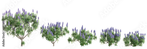 3d illustration of set Echium candicans bush isolated transparent background photo
