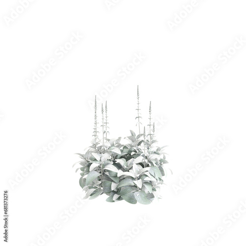 3d illustration of Stachys byzantina bush isolated transparent background photo